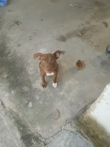 Vendo Pit Bull 