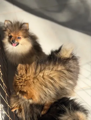 Spitz alemão