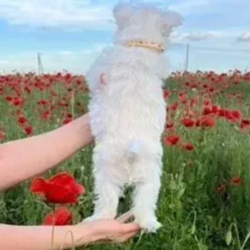 West Terrier Filhotes Lindos Disponíveis