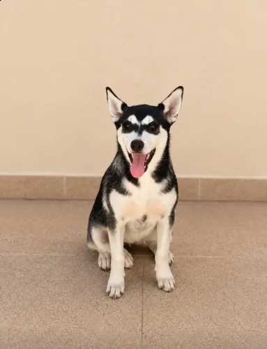 Uma filhote de Husky