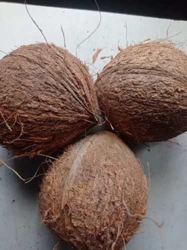 Coco secos descascado 
