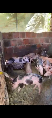 FILHOTES DE RAÇA PURA PIETRA