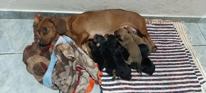 salsichinha x pinscher Respondo pelo 9.9751.649I