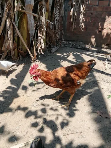 Frango caipira 2,365Kg pesado hoje