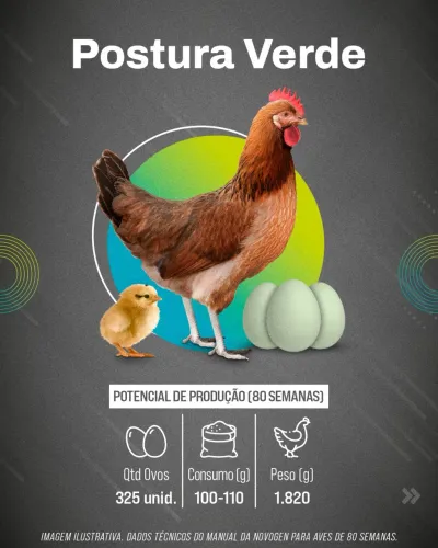 Venda frangas postura