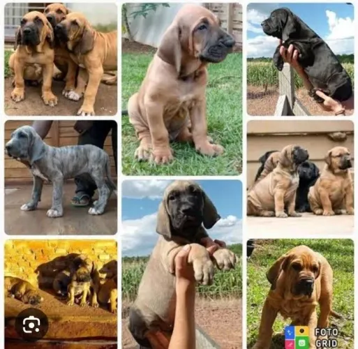 Oportunidade única!!!Fila brasileiro filhotes. 