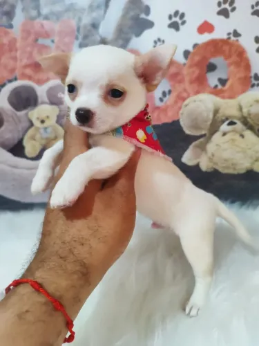 Lindo machinho Chihuahua pêlo curto disponível!
