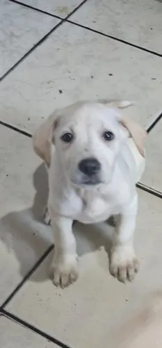 Doação de Filhotes - Cachorros 