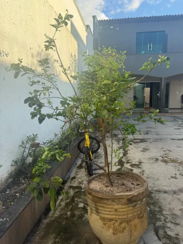 Pé de limão