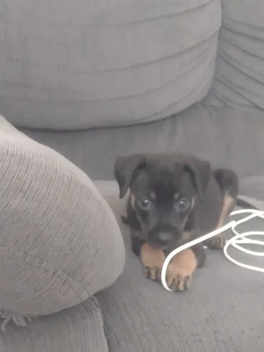 Doação de cachorro