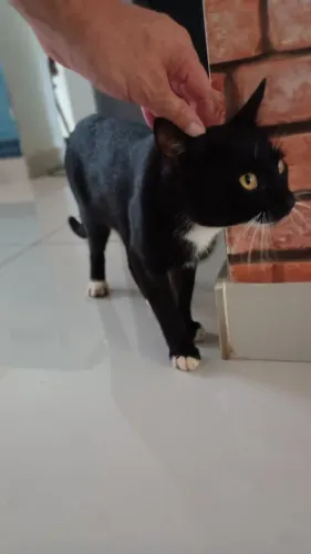 Gato Para Adoção