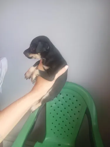 Cachorro pincher 