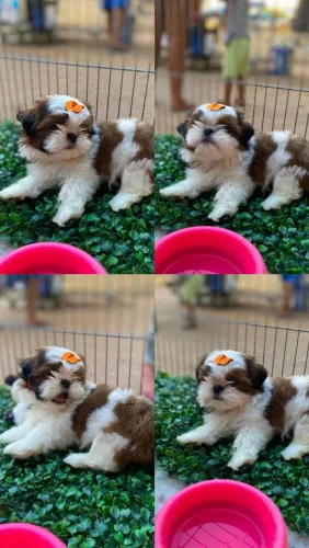 Shitzu macho 