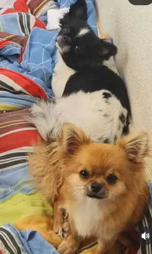Chihuahua