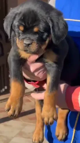 ROTTWEILER DISPONÍVEIS