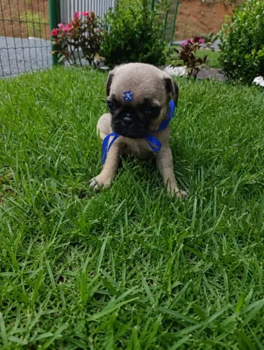 Pug macho 