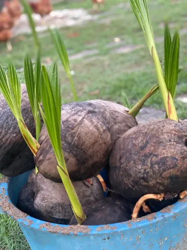 Mudas de coco