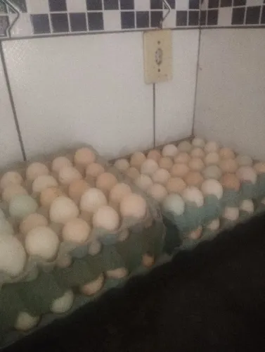 Ovos férteis de índio gigante com galinha caipira pura leia o anúncio