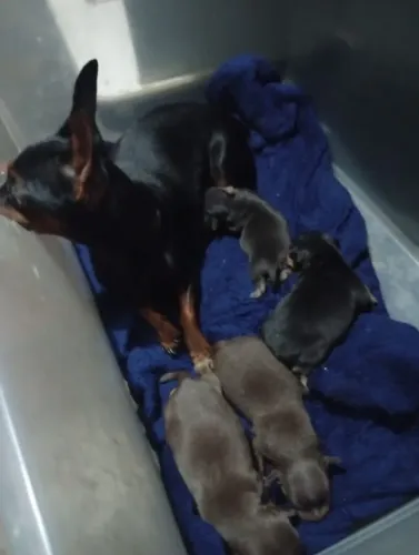 FILHOTES PINSCHER 1 PURO
