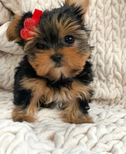 Filhotes De Yorkshire Terrier - Enquanto Que Nunca Passa Despercebido