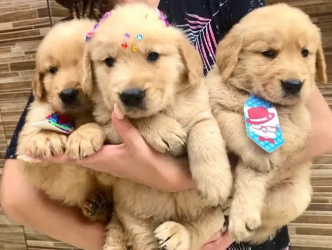 Golden Retriever Filhote Macho e Fêmea - Excelente Linhagem