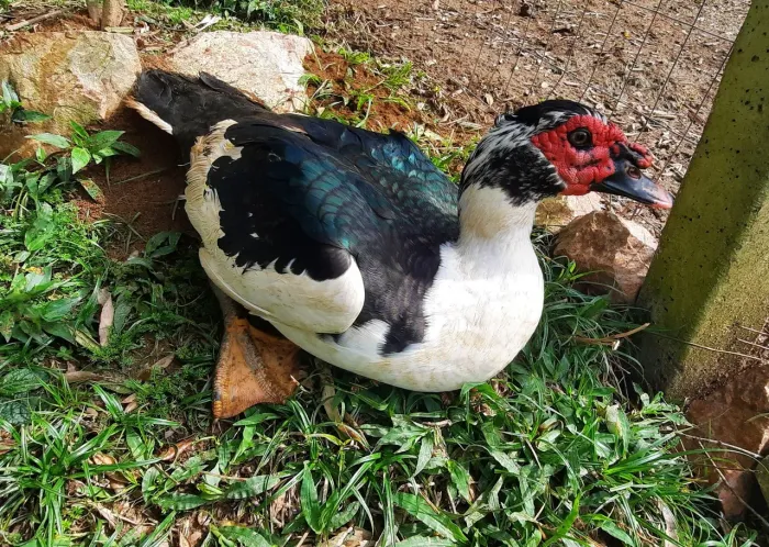 Lindo Pato 100,00