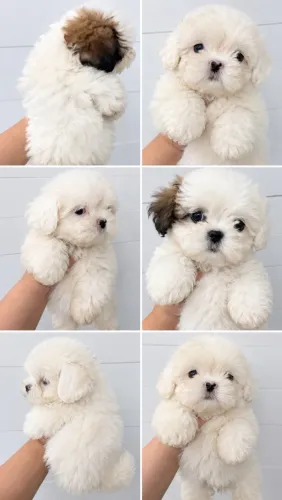 Shihtzu