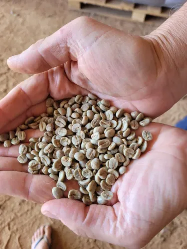 Café verde cru Especial 83 pontos!! 1kg leia o anuncio
