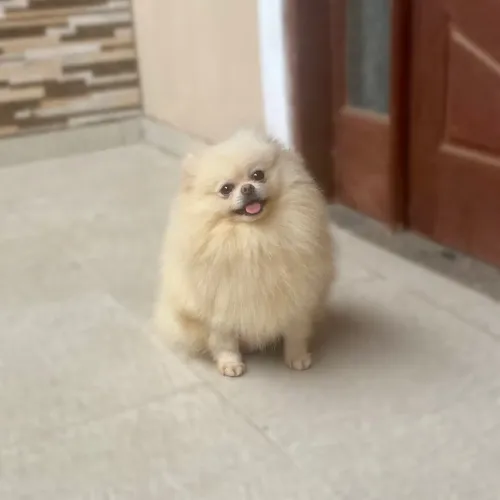 Doação responsável Fêmea Spitz Alemão