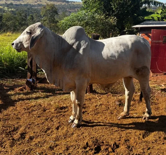 Tourinho Tabapuã PO