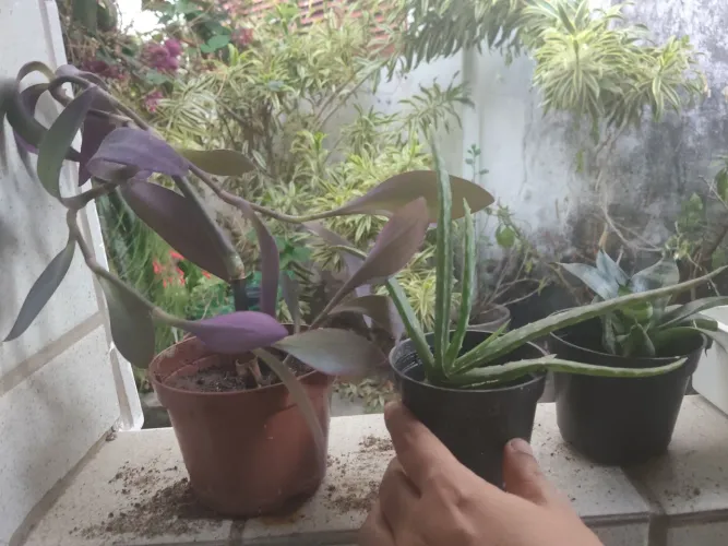 Vendo plantas kit 