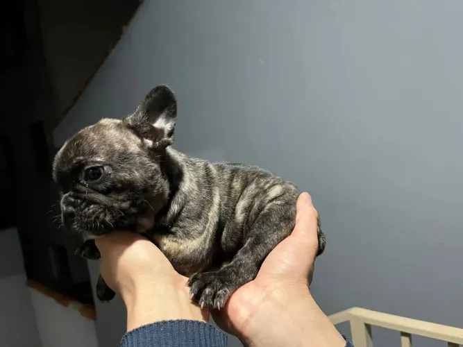 Filhotes de Bulldog frances 