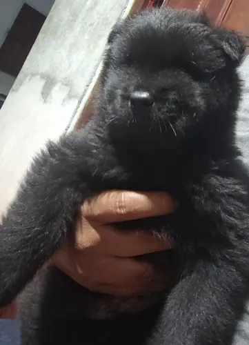 Vendo chow-chow filhote
