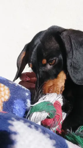 Doasse dachshund filhote ( salsicha)