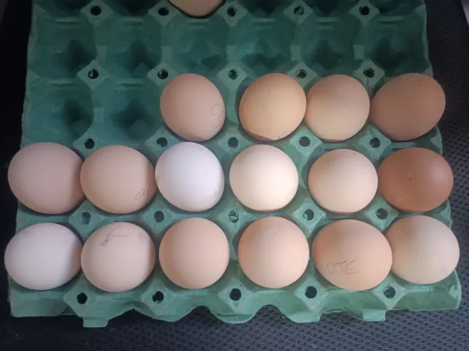 Ovos Férteis Galinha  balão tradicional GSB