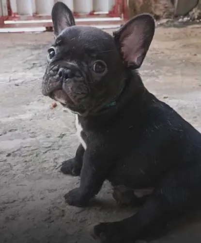 Bulldog francês macho filhote 