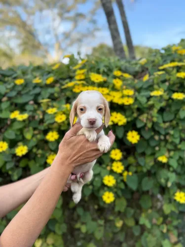Beagle