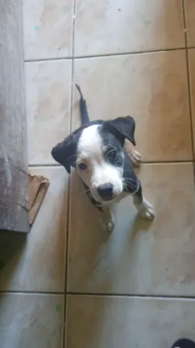 três cachorrinhos dóceis, um macho e duas fêmeas