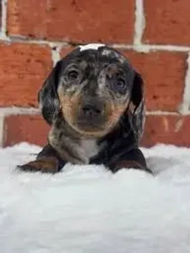 Dachshund: Vacinado e Vermifugado | Pronta Entrega