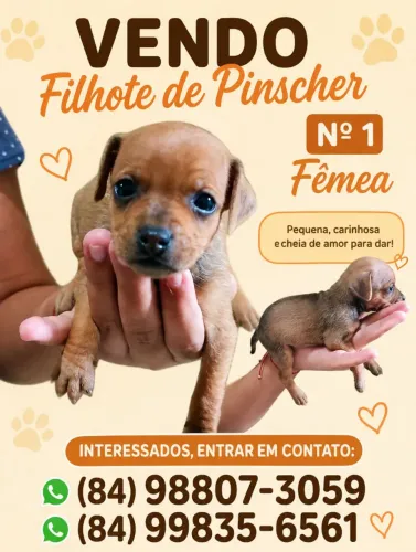 Filhote de pinscher