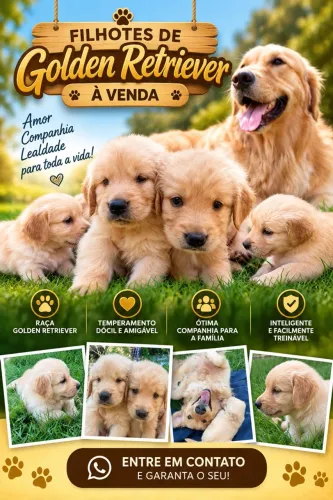 Golden Retriever