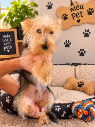 Lindos filhotes de Yorkshire Terrier!