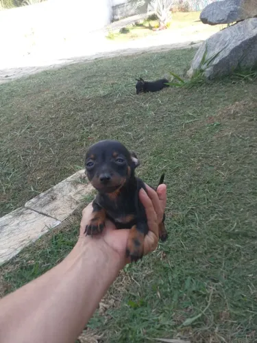 Pinscher miniatura 