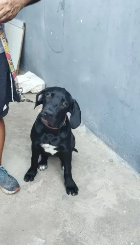 Cachorro fila