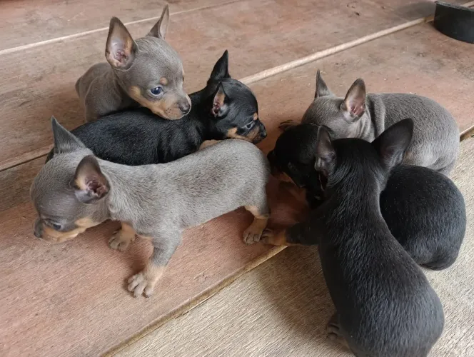 Pinscher zero fêmea e macho