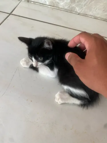 Gatinho frajola para adoção