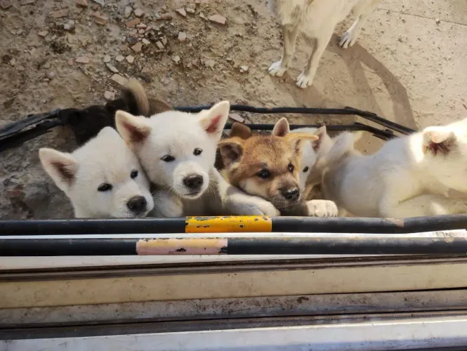 Cães Filhotes Akita Inu