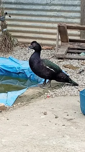 CASAL DE PATO SELVAGEM