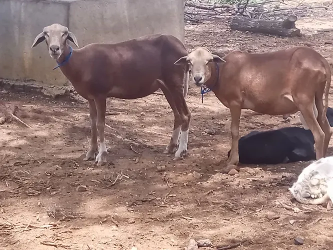 Ovelha Morada Nova 