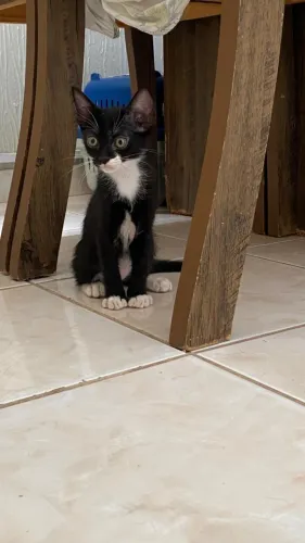 Doação Responsável de Gatinhos ? 